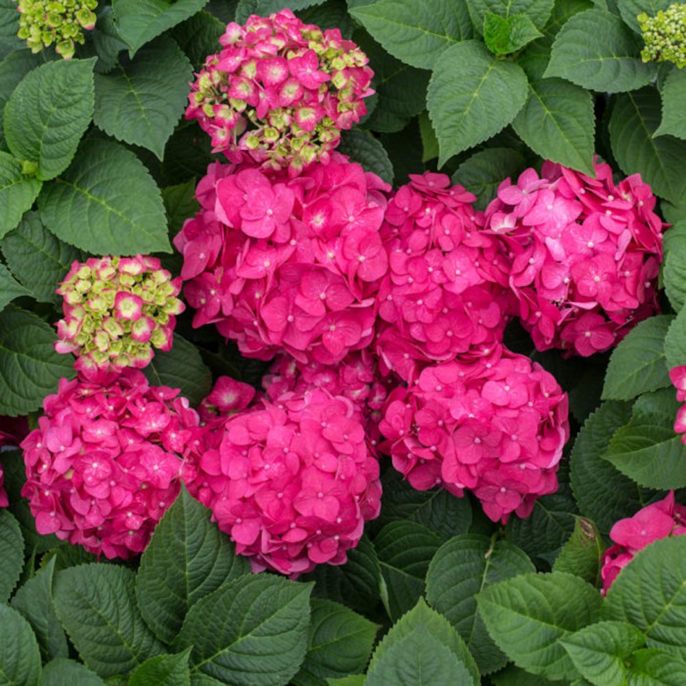 Hydrangea macrophylla Summer Crush