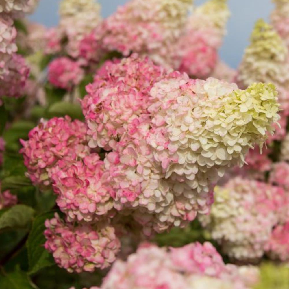 Hydrangea paniculata Berry White