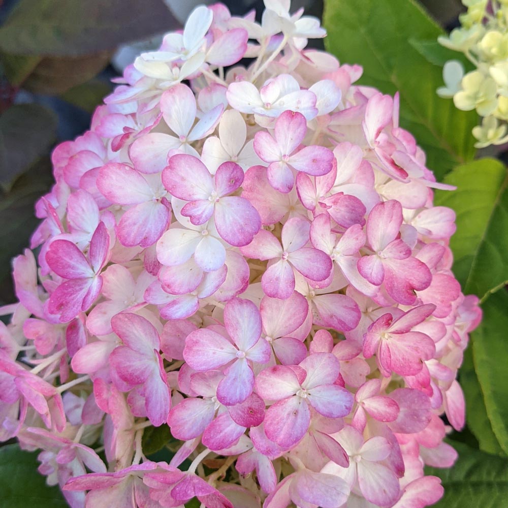 Hydrangea paniculata SMNHPK Fire Light Tidbit