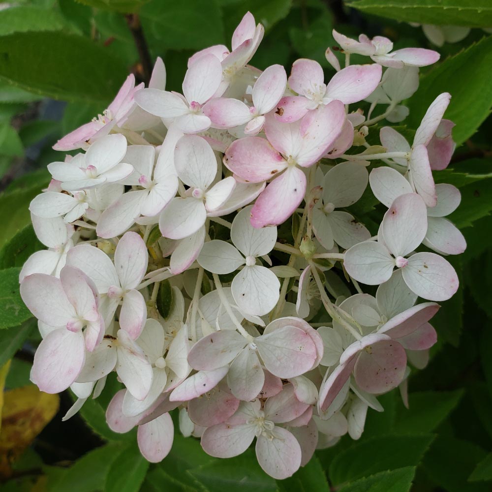 Hydrangea paniculata Grandiflora Pee Gee