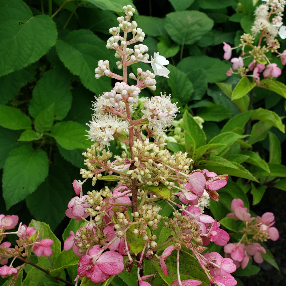 Hydrangea paniculata ILVOHPPRM Pinky Winky Prime