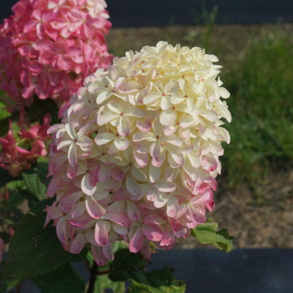 Hydrangea paniculata Bulk Quickfire