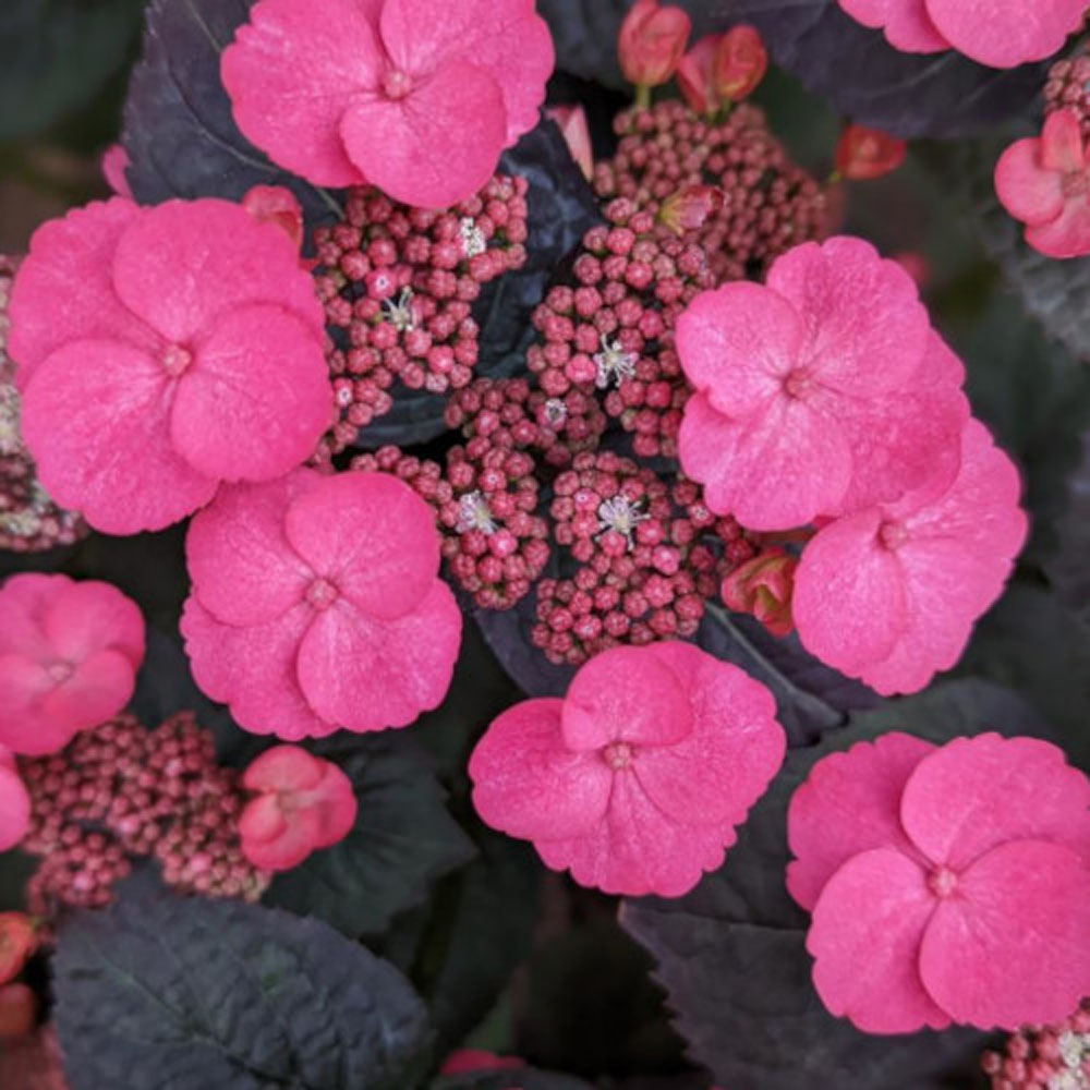 Hydrangea serrata JPD01 Pink Dynamo