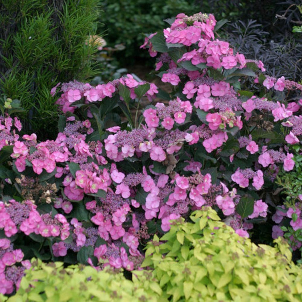 Hydrangea serrata Tuff Stuff