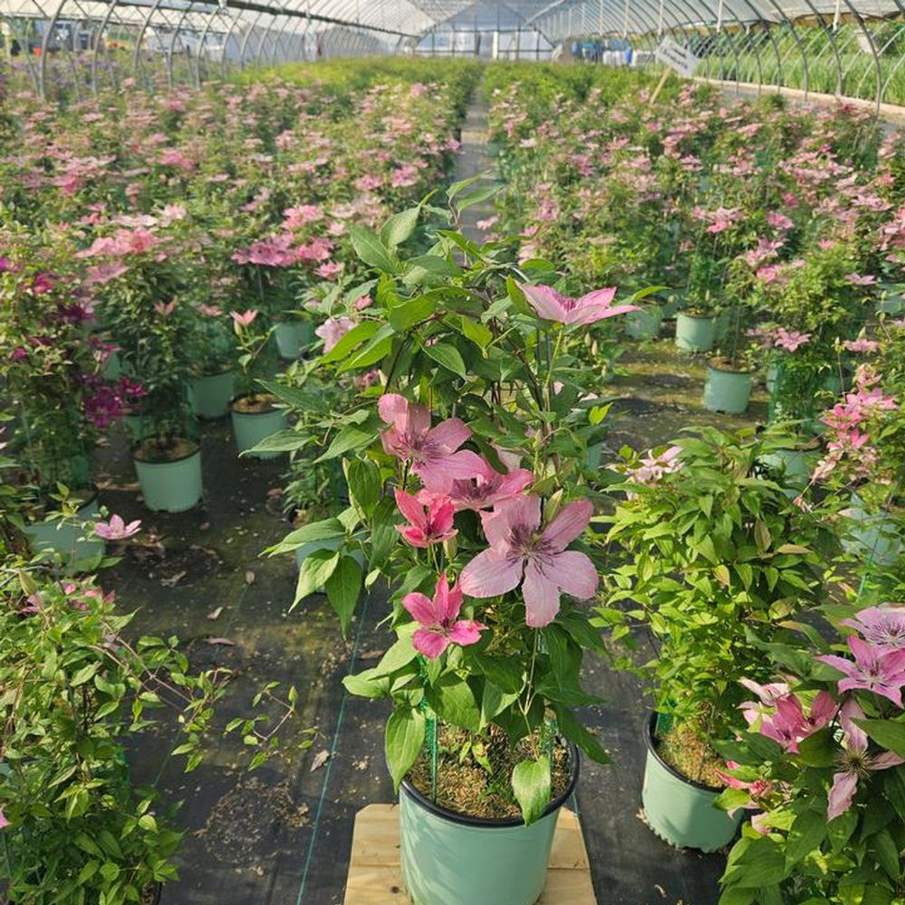 Epivo098 Sarah Elizabeth Boulevard Clematis