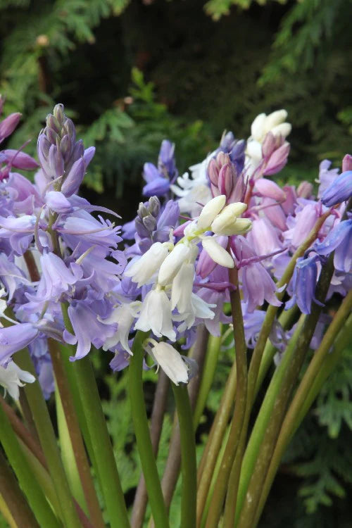 Campanulata Blend Scilla Bulbs