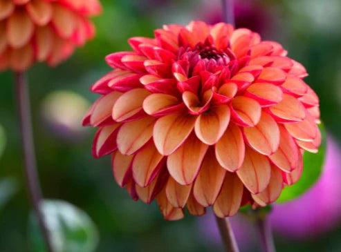 High Fidelity Dahlia