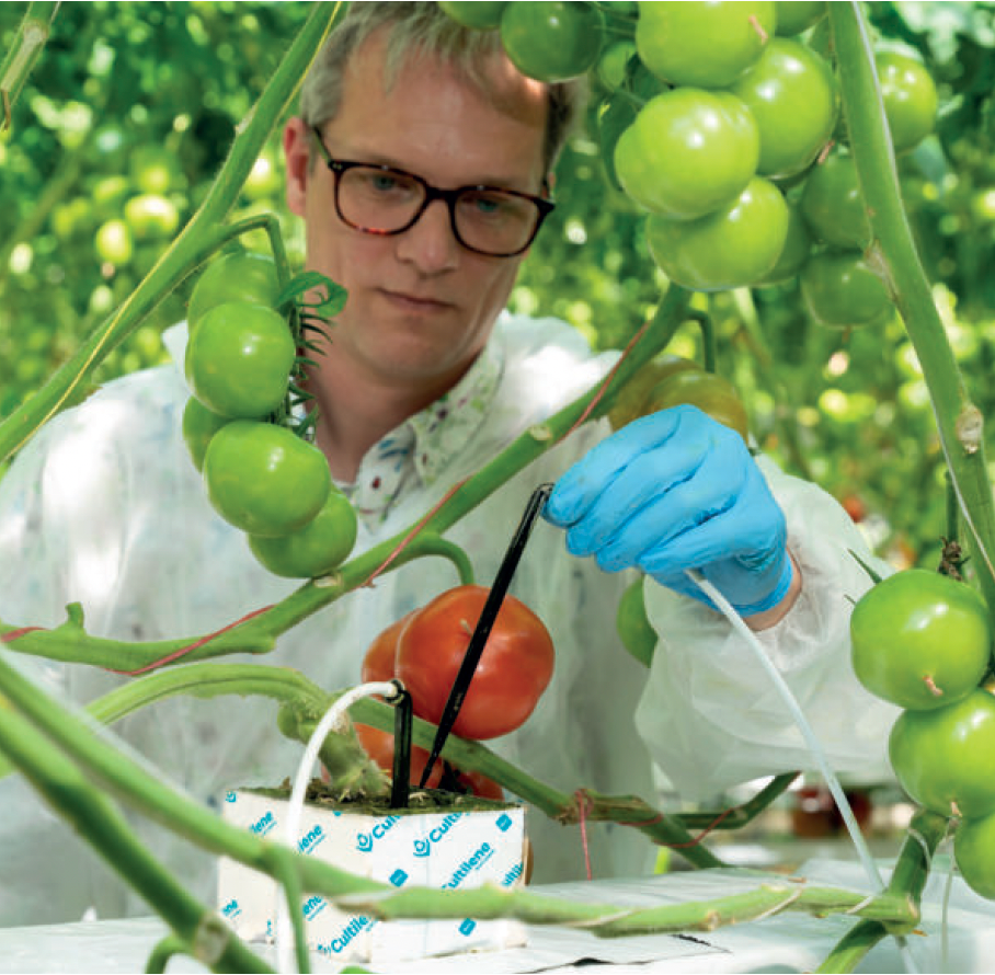 Cultilene PC cube Stone Wool Hydroponics Growing Medium