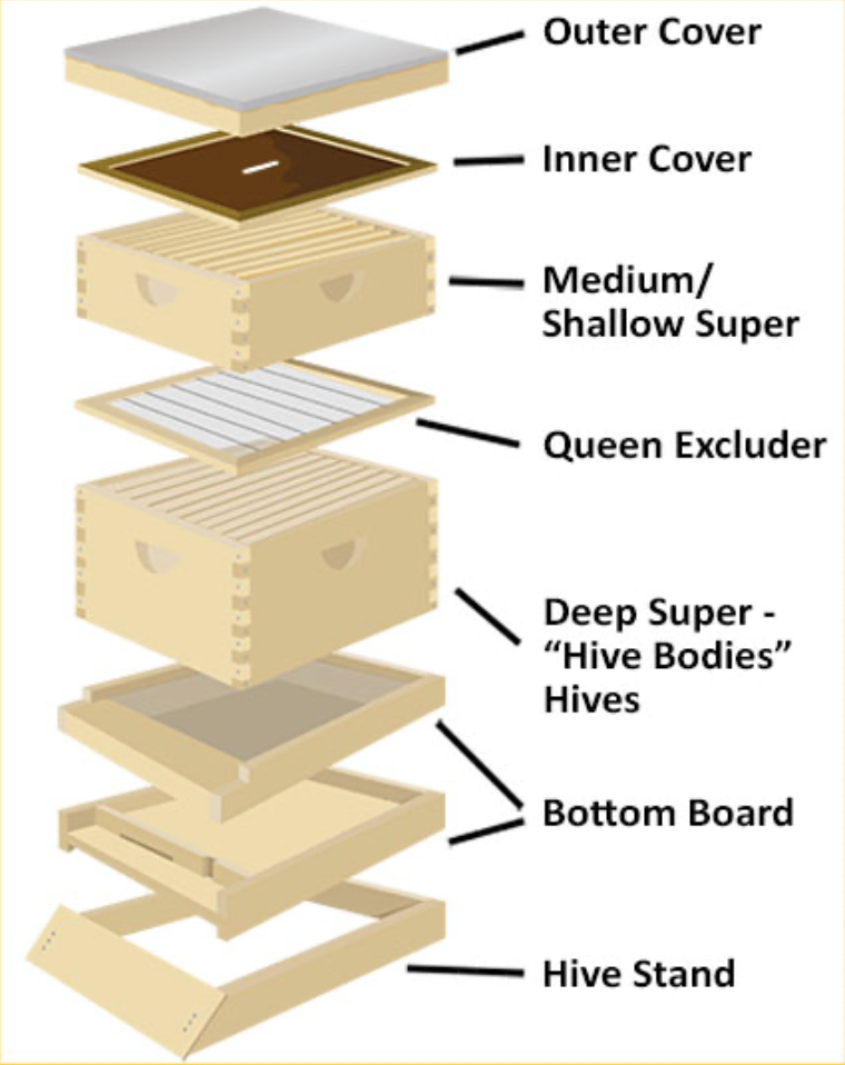 10 Frame Langstroth Beehive for Apiary Expansion with Assembled Medium Supers