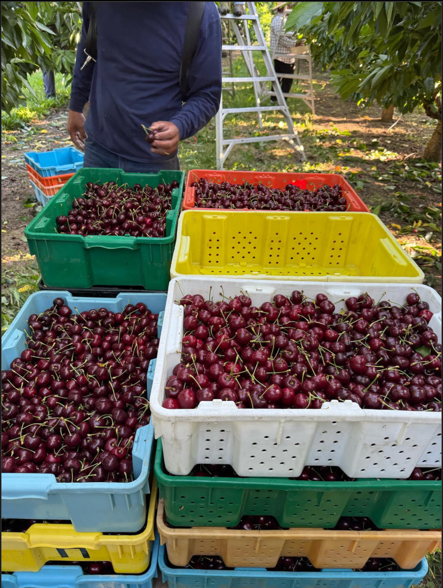 Sandra Rose Sweet Cherry