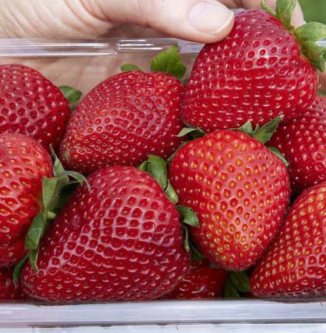 Keystone Day Neutral Strawberry