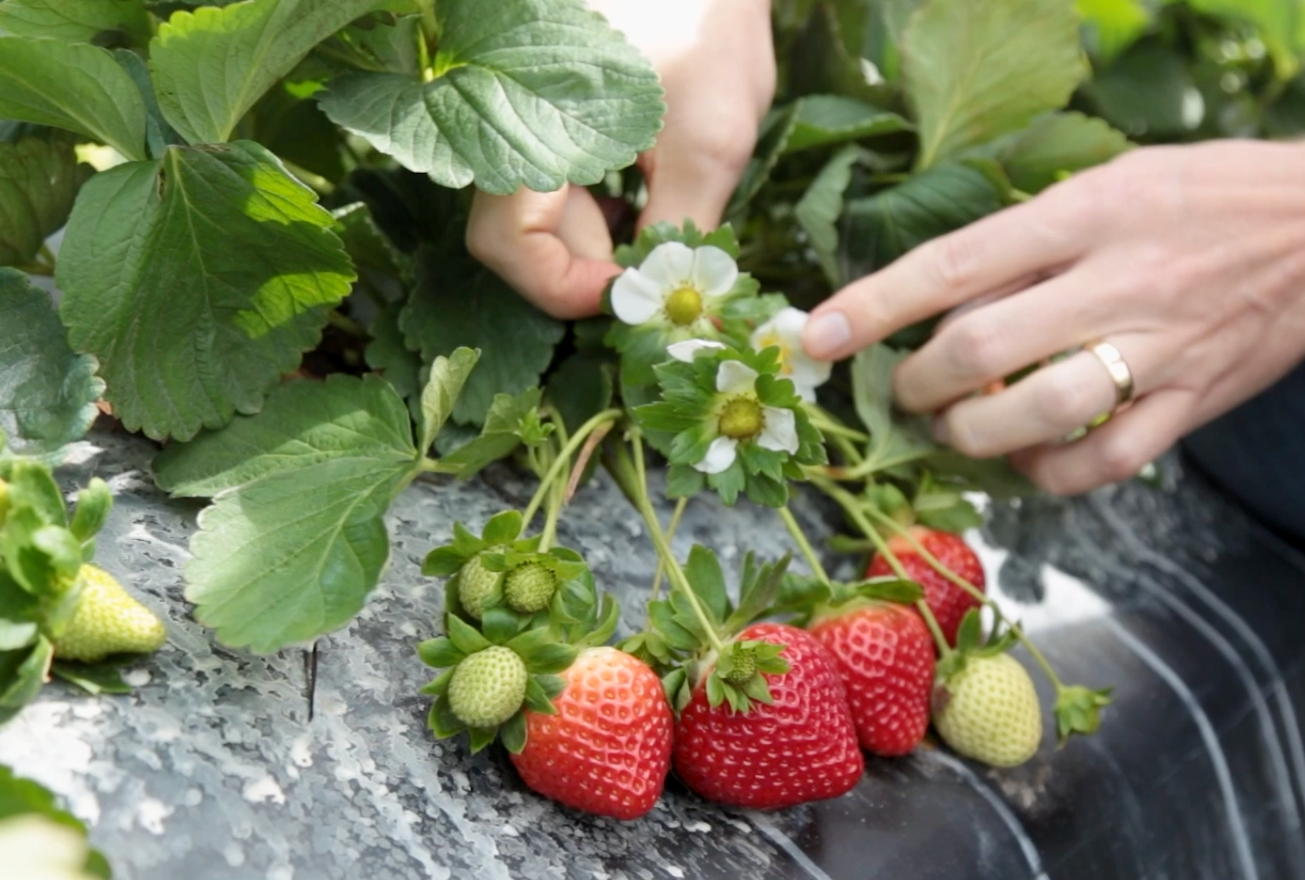 Florida Beauty Day Neutral Strawberry Plants – EVERGREEN