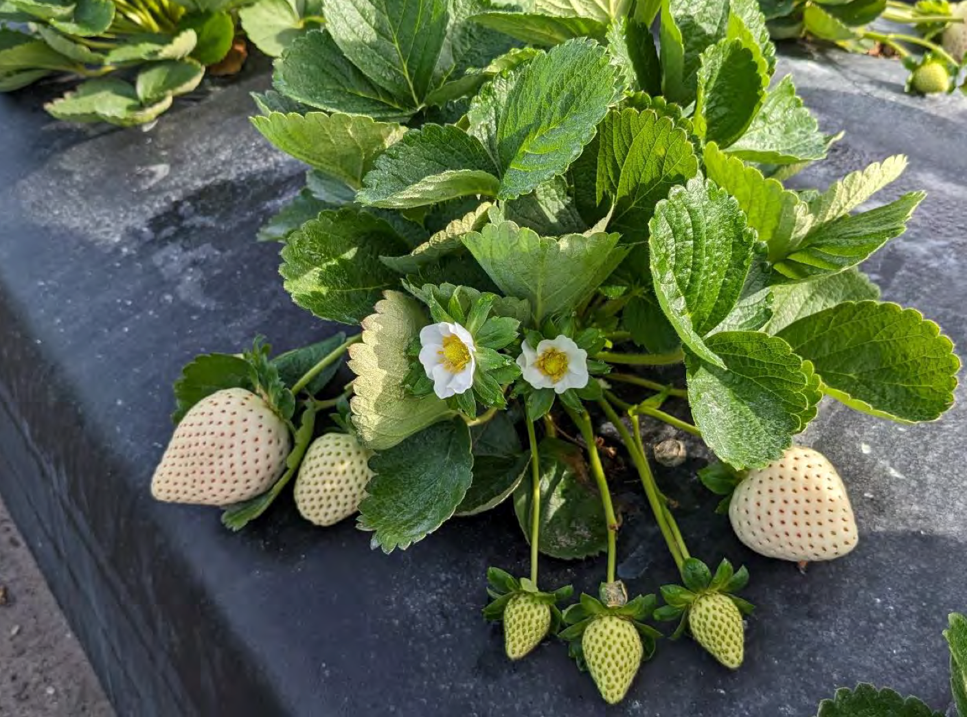 florida strawberry seeds Florida Pearl® June Bearing Strawberry – EVERGREEN