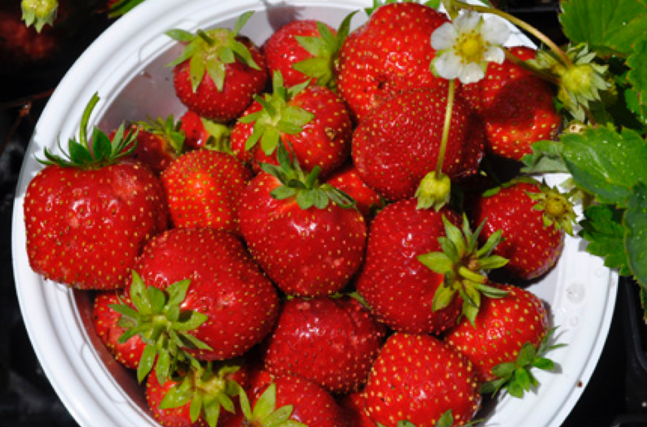 Sparkle Heirloom June Bearing Strawberry