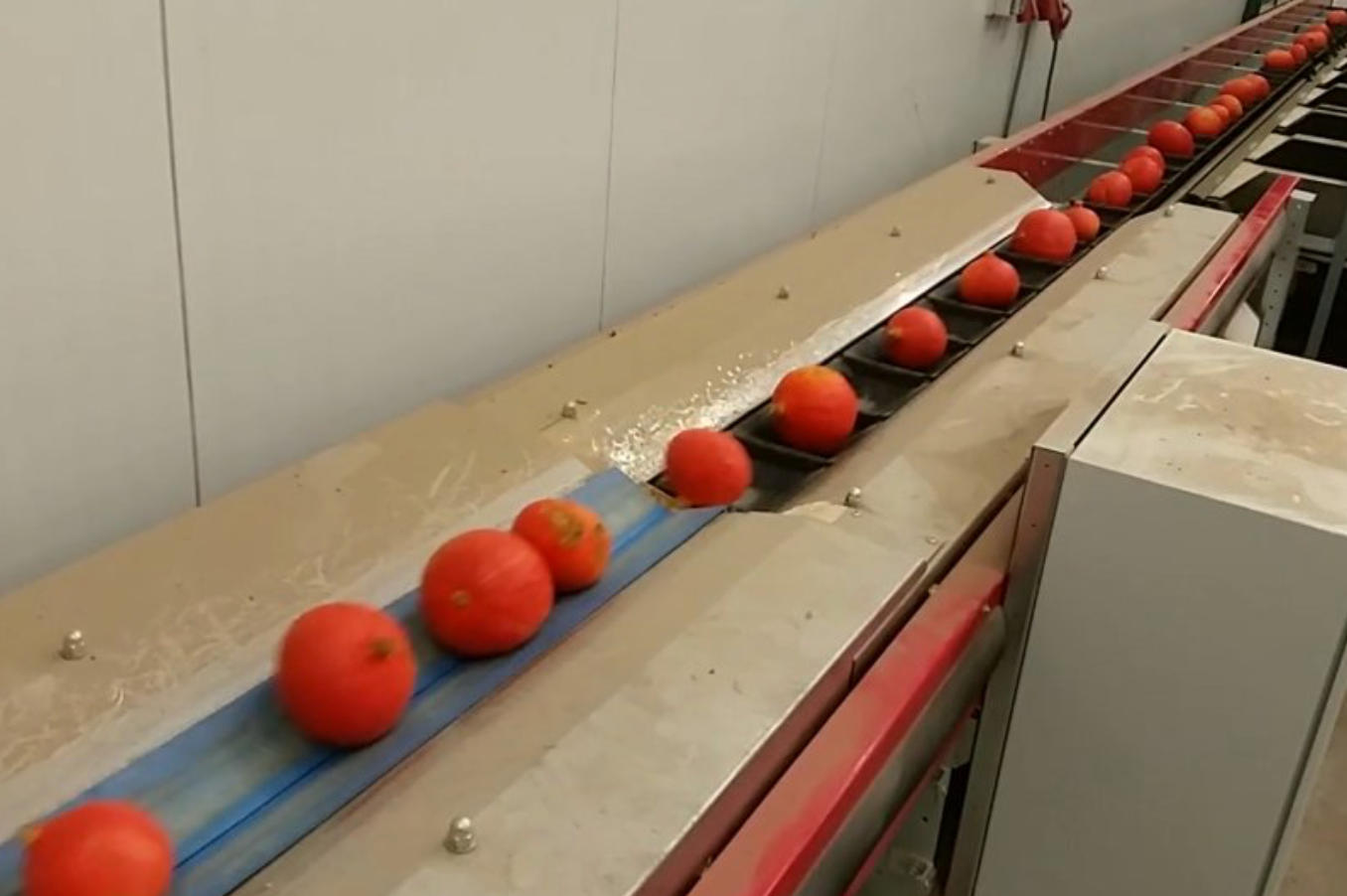 Aweta Pumpkin Sorting and Packing Line
