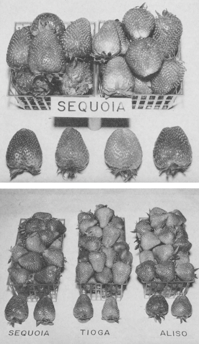 Sequoia Short Day Strawberry