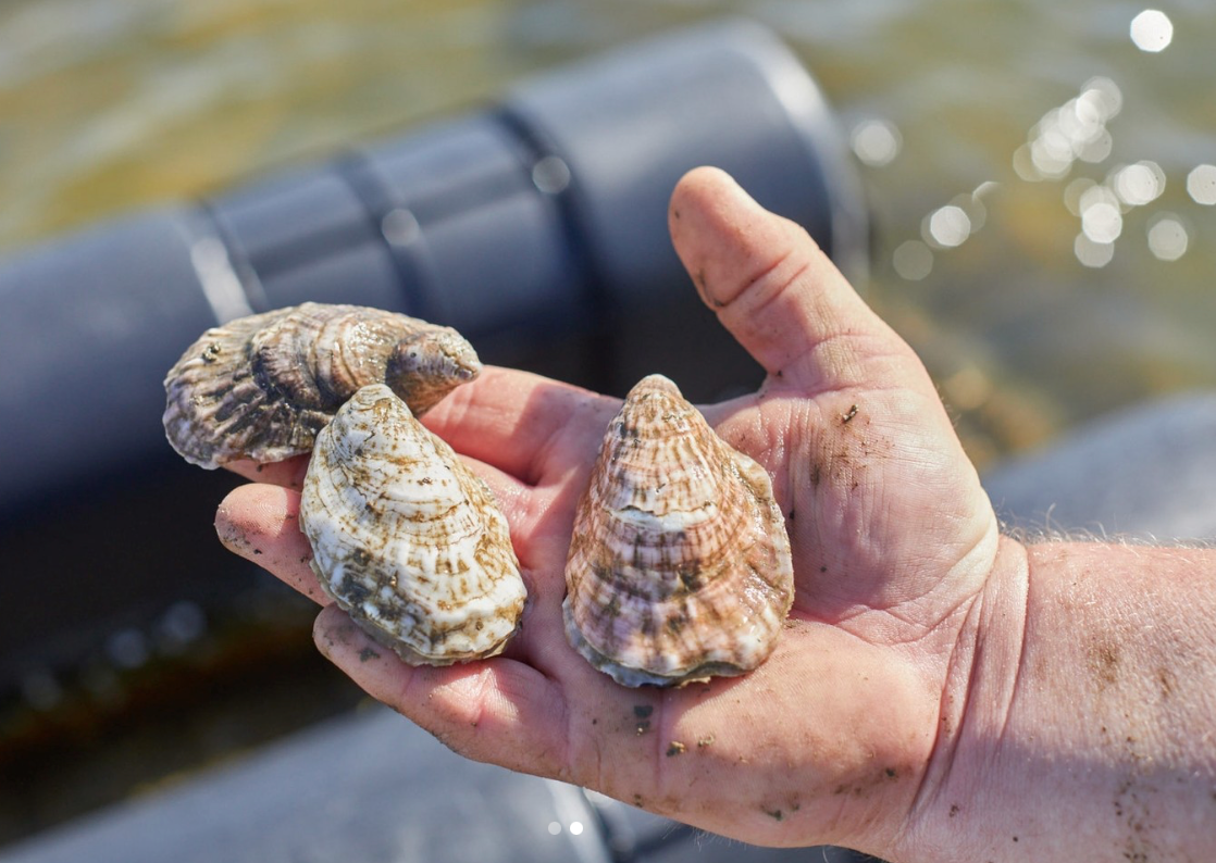 Crassostrea Virginica Oyster Seed NC aquaculture online shopping
