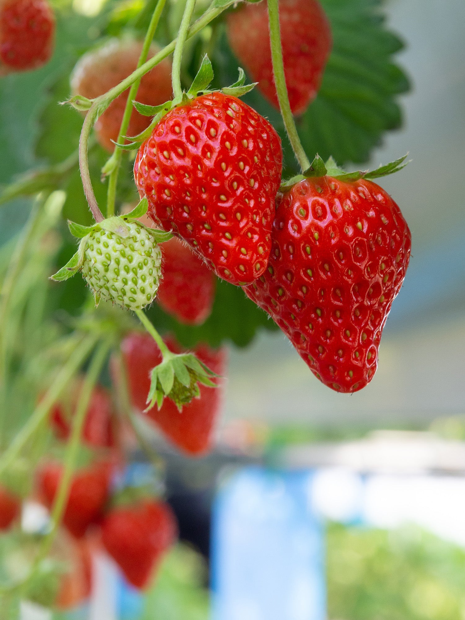 Ozark Beauty Heirloom Everbearing Strawberry – EVERGREEN