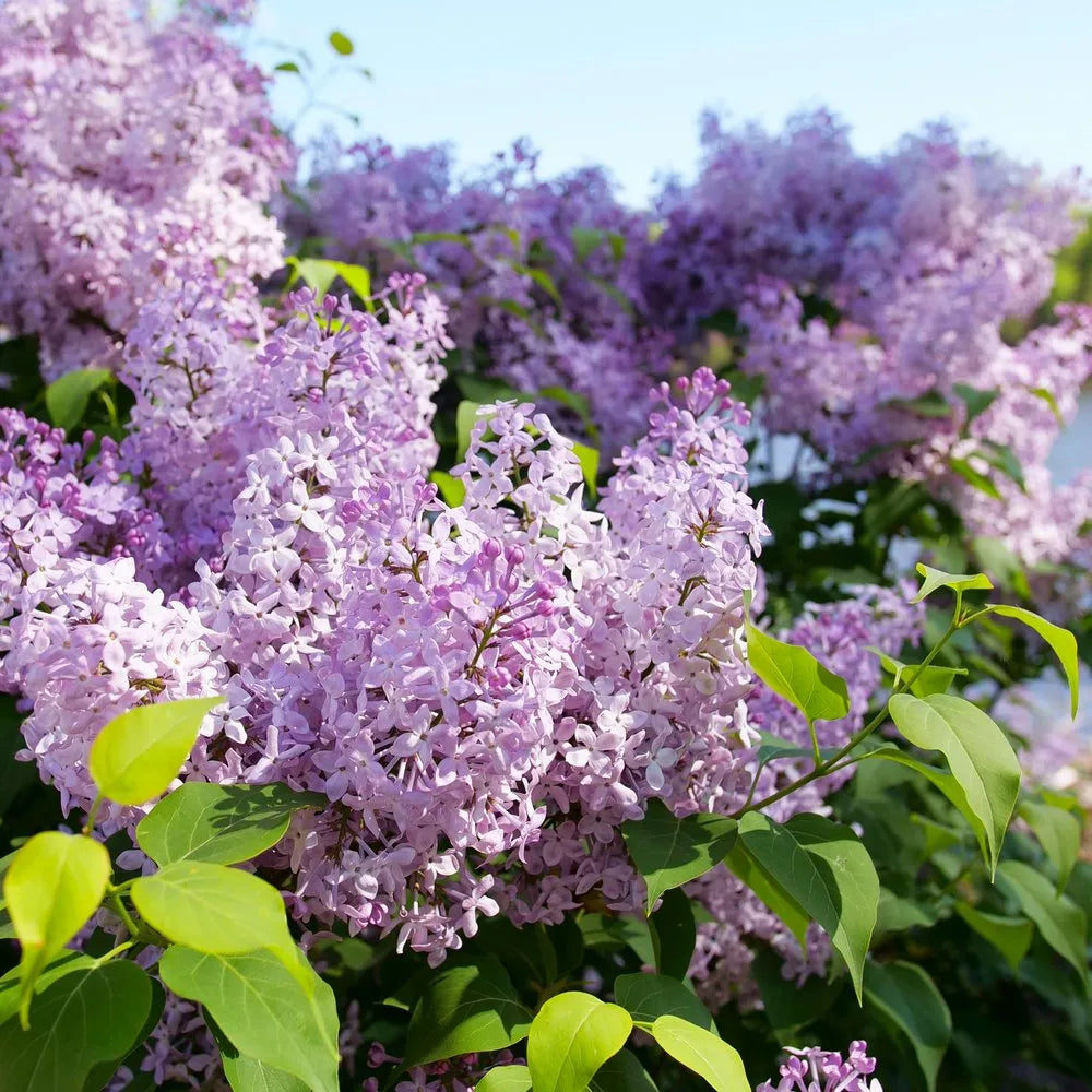 Scentara Pura® Lilac