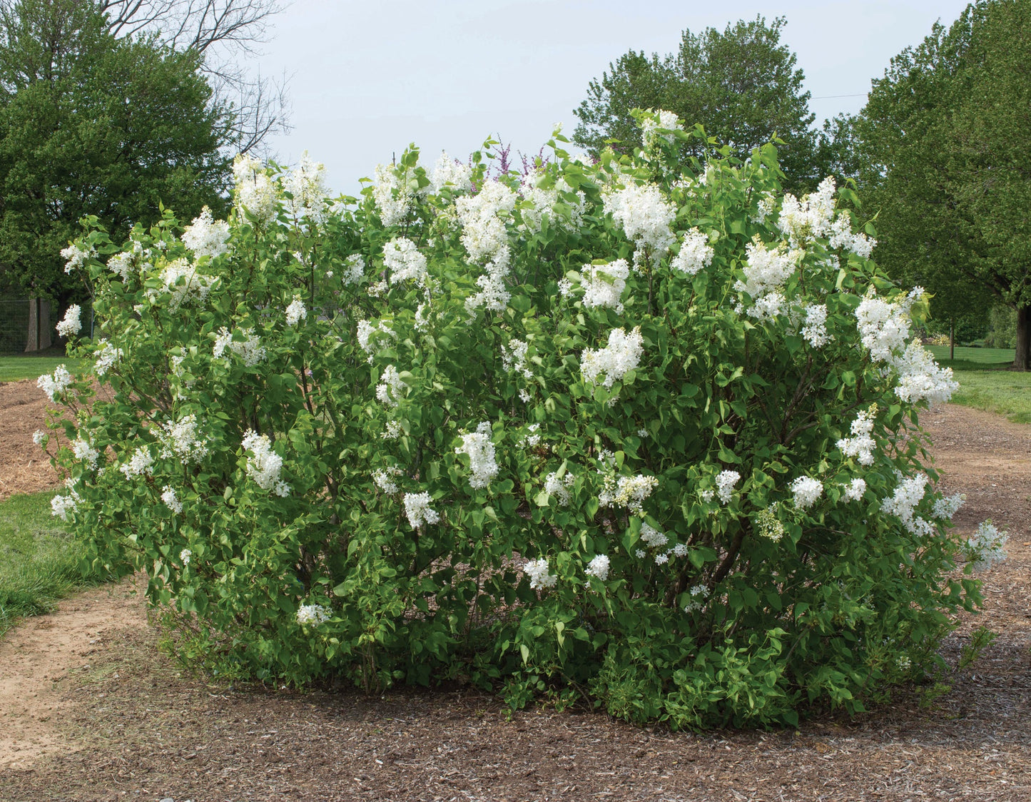 Bloomables® New Age™ White Lilac