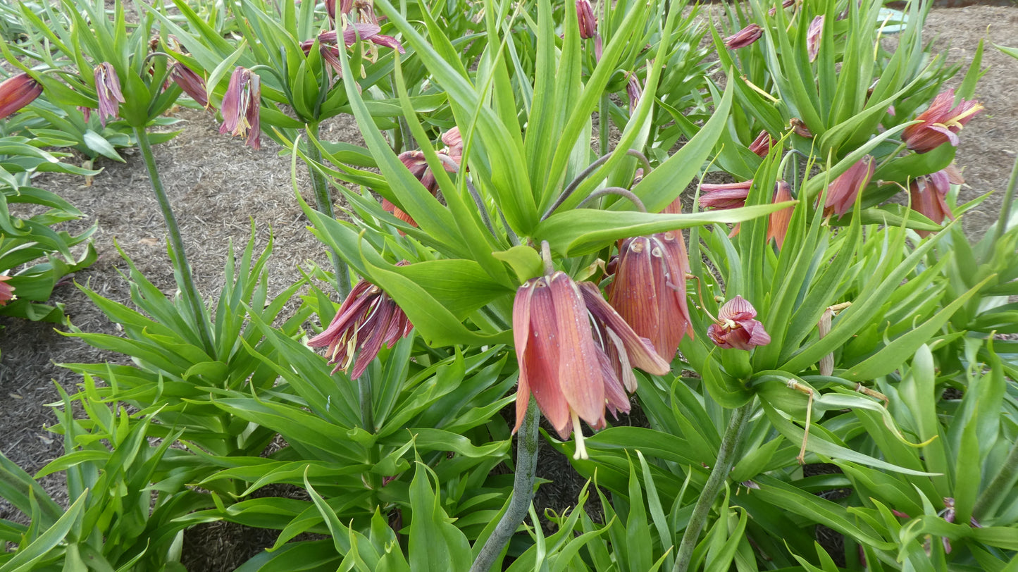 Red Beauty Fritillaria Bulbs