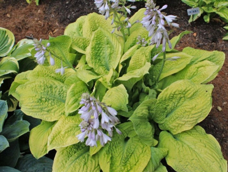 Lemon Snap Hosta Plant
