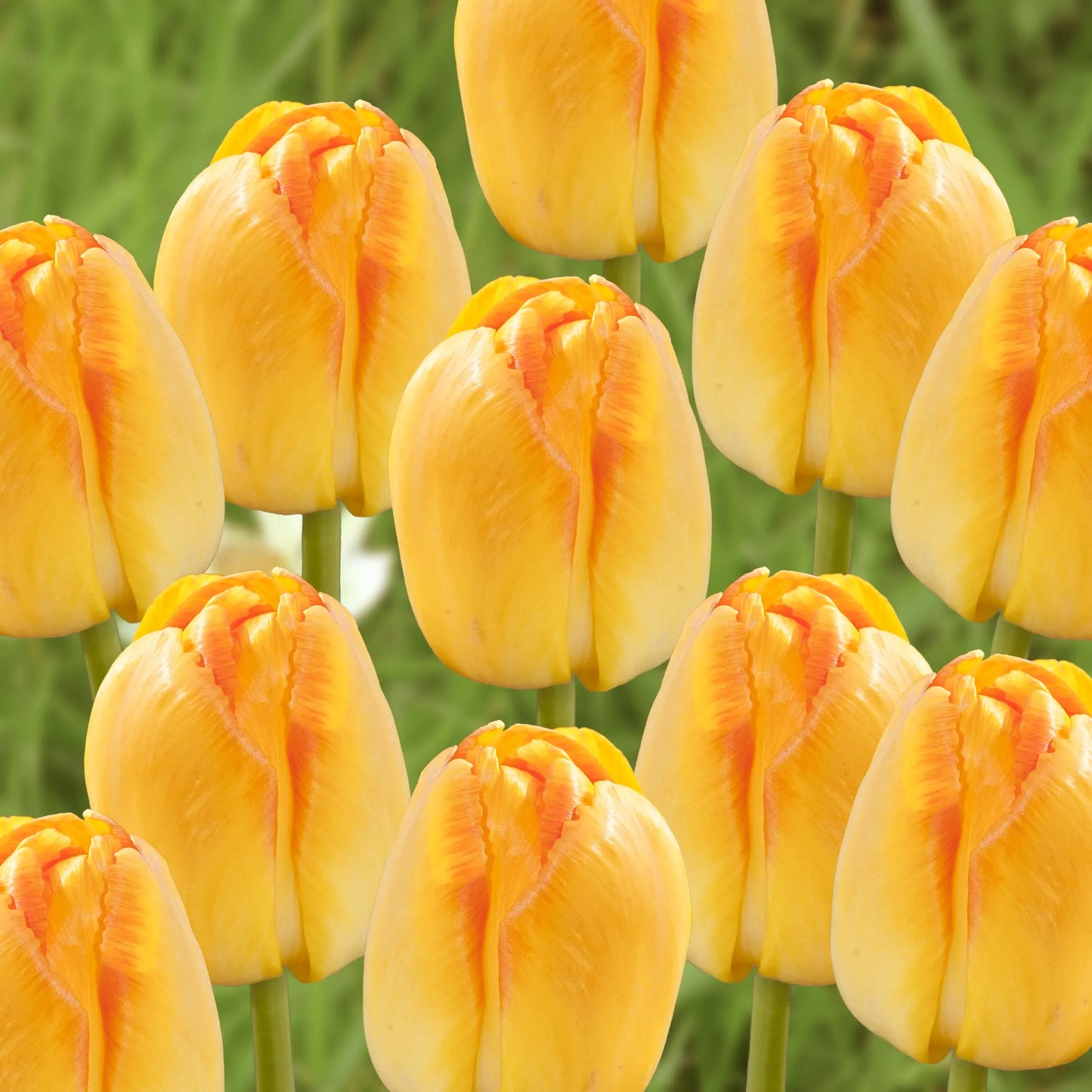 Yellow Pride Tulip Bulbs