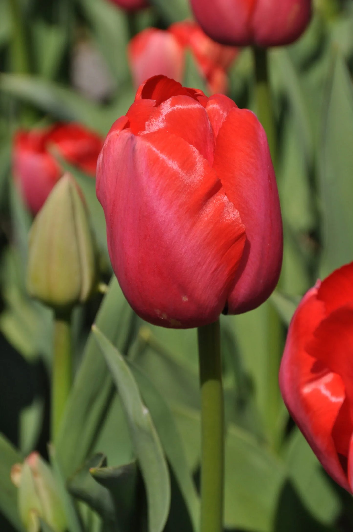 Red Pride Tulip Bulbs