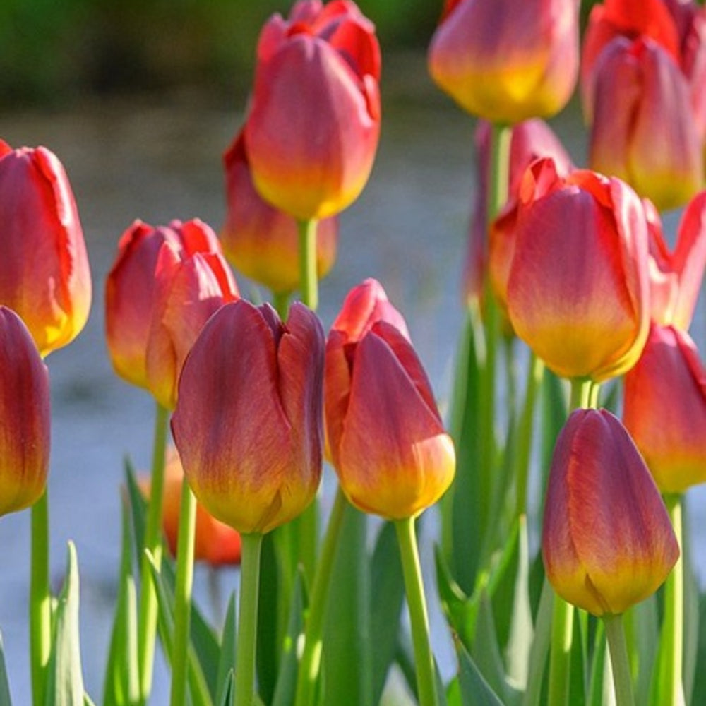 Amber Glow Tulip Bulbs