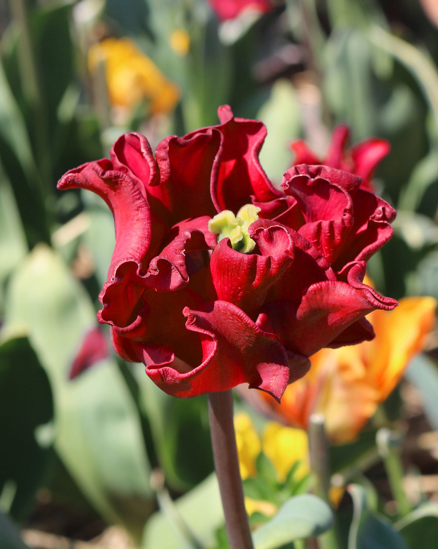 red dress tulip Tulip Red Dress