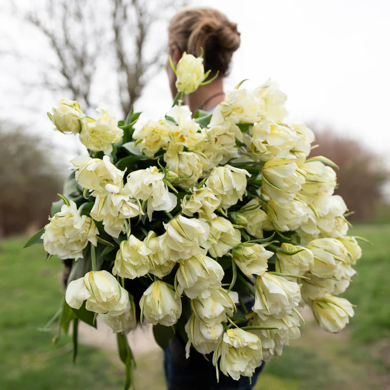 Exotic Emperor Tulip Bulbs