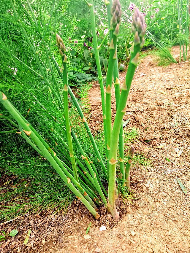 UC157 F2 Asparagus Seeds online shopping