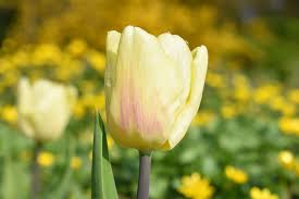 Cream Flag Tulip Bulbs