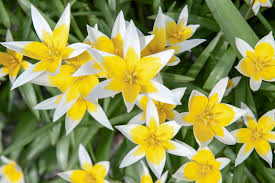 Dasystemon Tarda Tulip Bulbs