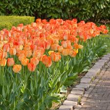 Daydream Tulip Bulbs