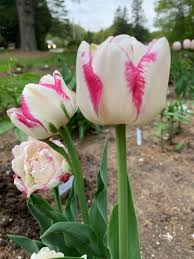 Double Dolce Tulip Bulbs