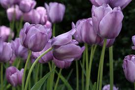 Bleu Aimable Tulip Bulbs