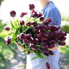 بصيلات توليب القارية