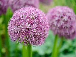 Pinball Wizard Allium Bulbs