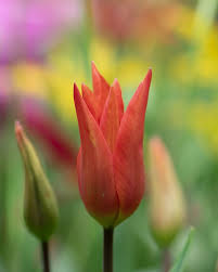 Dutch Dancer Tulip Bulbs