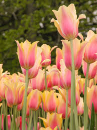 Blushing Lady Tulip Bulbs