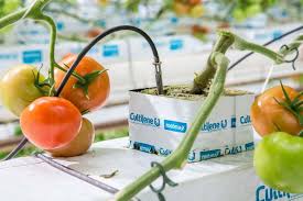 Cultilene OptimaXX Slab Stone Wool Hydroponics Growing Medium