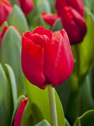 بصيلات توليب المحرر الكندي