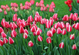 Candy Apple Tulip Bulbs