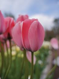 Bella Bush Tulip Bulbs