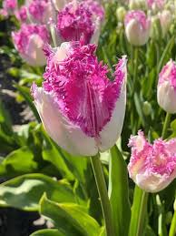 Eyelash Tulip Bulbs