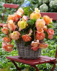 Splendide Ballerina Begonia