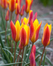 بصيلات توليب كريسنتا