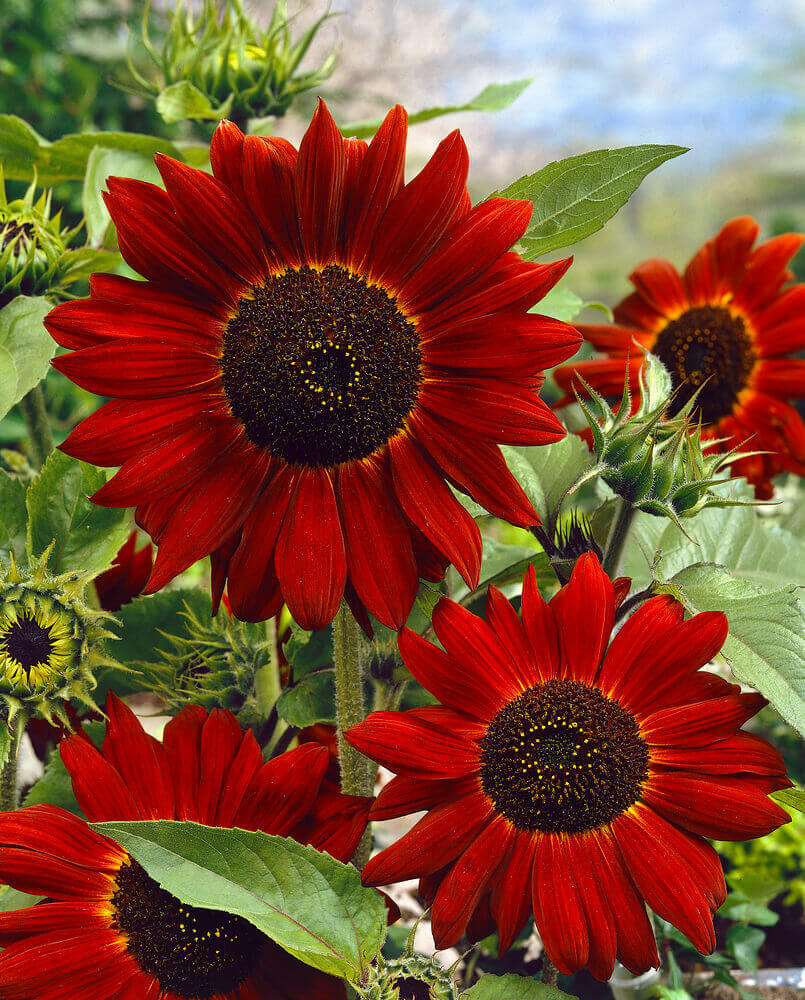 Velvet Queen Sunflower Seeds online shopping