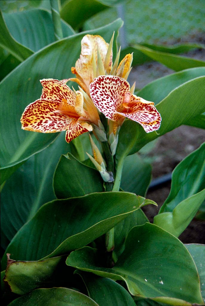 Picasso Green Leaf Canna